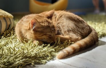 Cat Daddy’s Cat CafÃƒÂ©