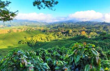 Coffee And USA – Shop our 100% Mountain Grown Arabica Colombian Coffee in Key Biscayne, FL