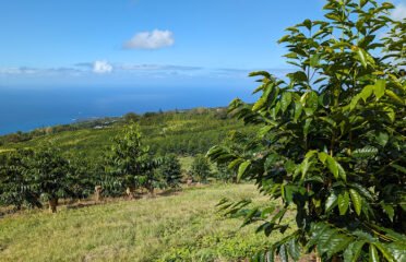 Kealakekua Coffee