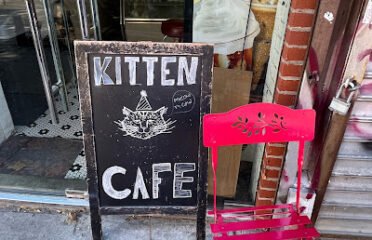 Kitten cafe