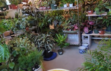 Still Life Coffee & Botanicals