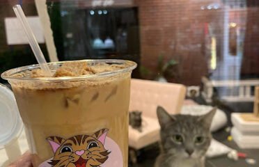 The Chatty Cat Cafe